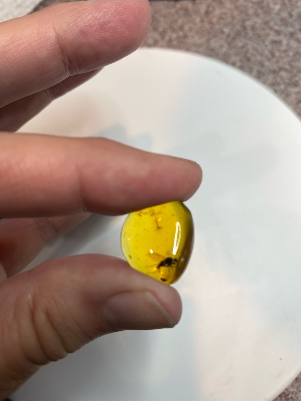 Prehistoric fly fossilized in Myanmar amber